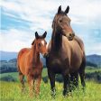 Horse Party Large Napkins Cheap